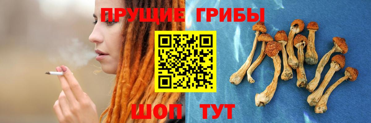 сколько стоит  Вход с VPN  Шебекино  Псилоцибиновые грибы Cubensis 